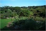 Kirstenbosch, Botanical Garden