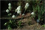 Kirstenbosch, Botanical Garden