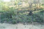 our relatives in Kruger Park