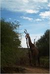 Giraffe, Kruger Park