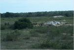 Elefants, Kruger Park