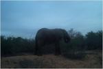 Elefant, Kruger Park